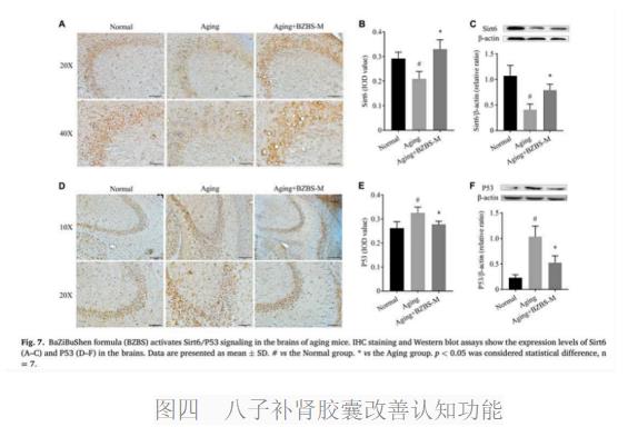 氣絡(luò)學(xué)說指導(dǎo)八子補腎膠囊抗衰老研究進(jìn)展