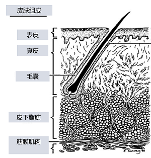 奧絡夫西地酸乳膏治療毛囊炎好嗎