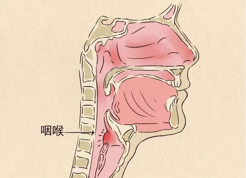 “連花清瘟”的“花”到底是什么花？有什么用？