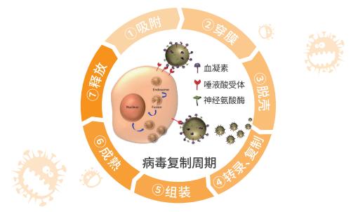 磷酸奧司他韋治療高熱哪個(gè)牌子好？